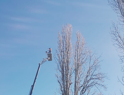 Removal of dead wood, Parkes Place, 2019