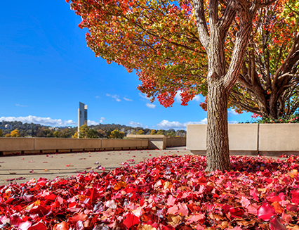 Autumn colour, Commonwealth Place, Parkes, 2019