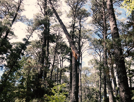 Dangerous tree, Dunrossil Drive, 2013