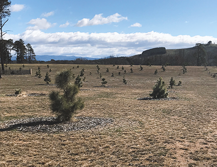 Young Canary Island Pines and Mesa Oaks, Dunrossil Drive, 2019