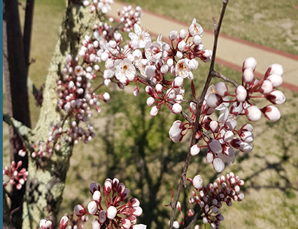 Flowering Plum tree at the Old Parliament House Gardens,
Parkes, 2019