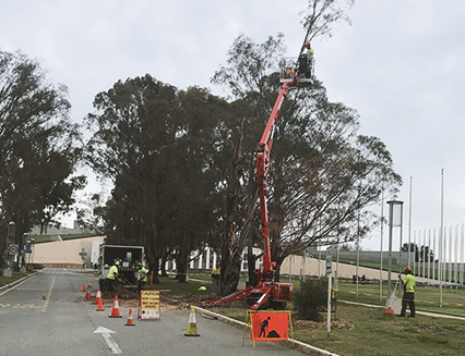 Tree Removal, Federation Mall, 2019