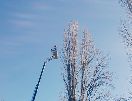 Tree maintenance, Parkes Place, 2019