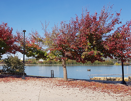 Ornamental Pear trees at Regatta Point, Parkes, 2019