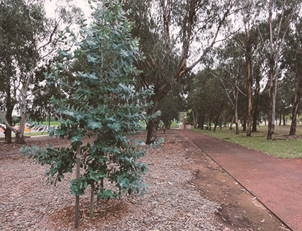 Young Eucalyptus bicostata, Anzac Parade, 2016