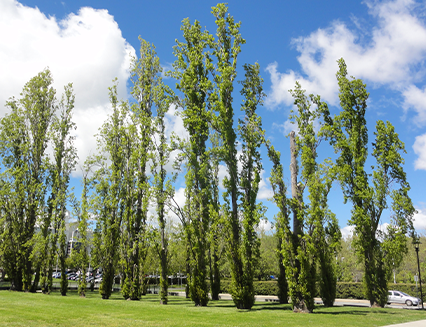 Lombardy Poplars, National Library of Australia forecourt, 2018