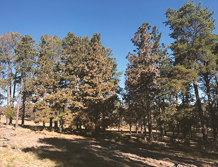 Stirling Park, Parkes, 2018