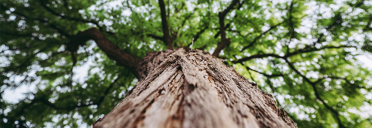 A vertical photo of a tree