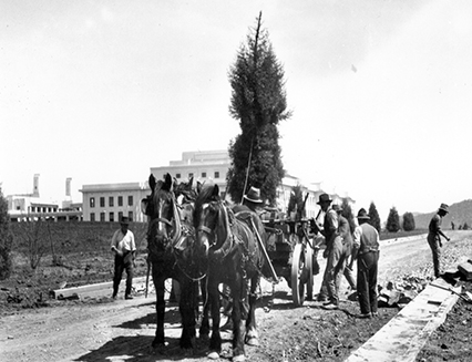 Planting trees near Old Parliament House, with a mobile tree planting windlass, Parkes, 1920s