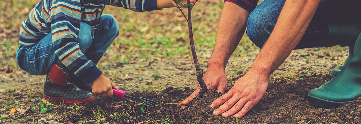 An adult and a child planting a tree