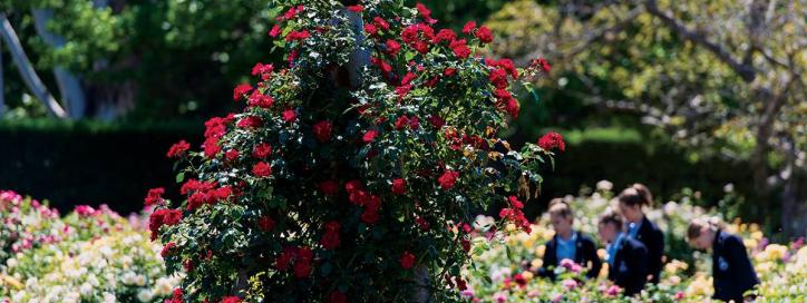 Senate Gardens, Old Parliament House Gardens.