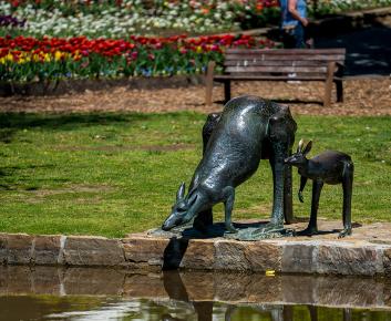 Kangaroo and Joey sculpture, Commonwealth Park, Parkes.