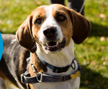 Million Paws Walk - Dog with Flappy Ears